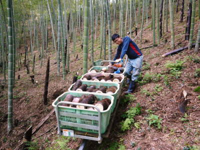 無農薬栽培の熊本産たけのこで作った『干したけのこ』平成30年度商品は残りわずか!早い者勝ちです!_a0254656_18312447.jpg