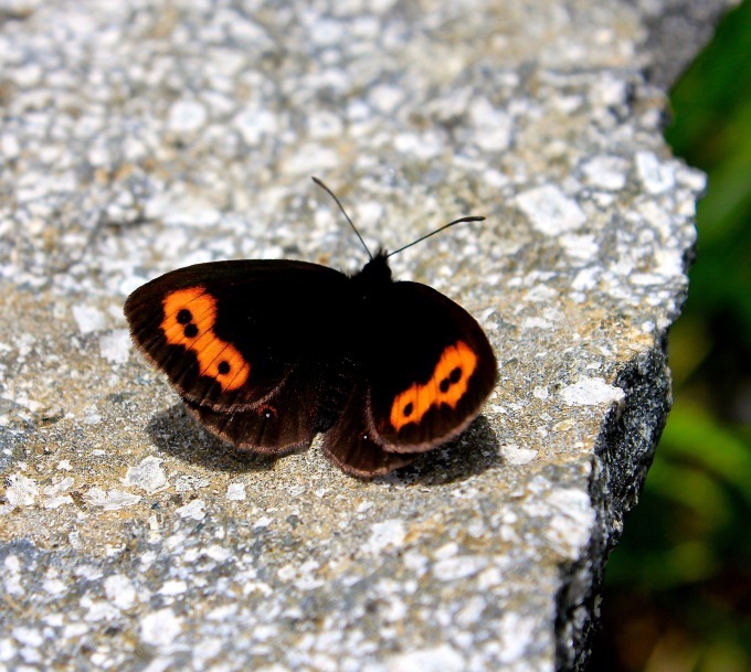 a0248459_13005234.jpg
