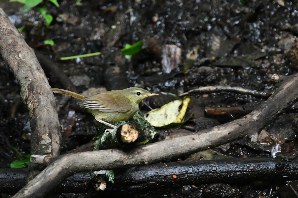 ウグイス成鳥　幼鳥　_f0053272_22230322.jpg