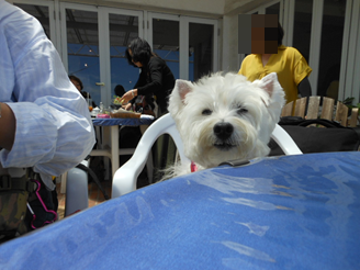 b0242873_23193731.png