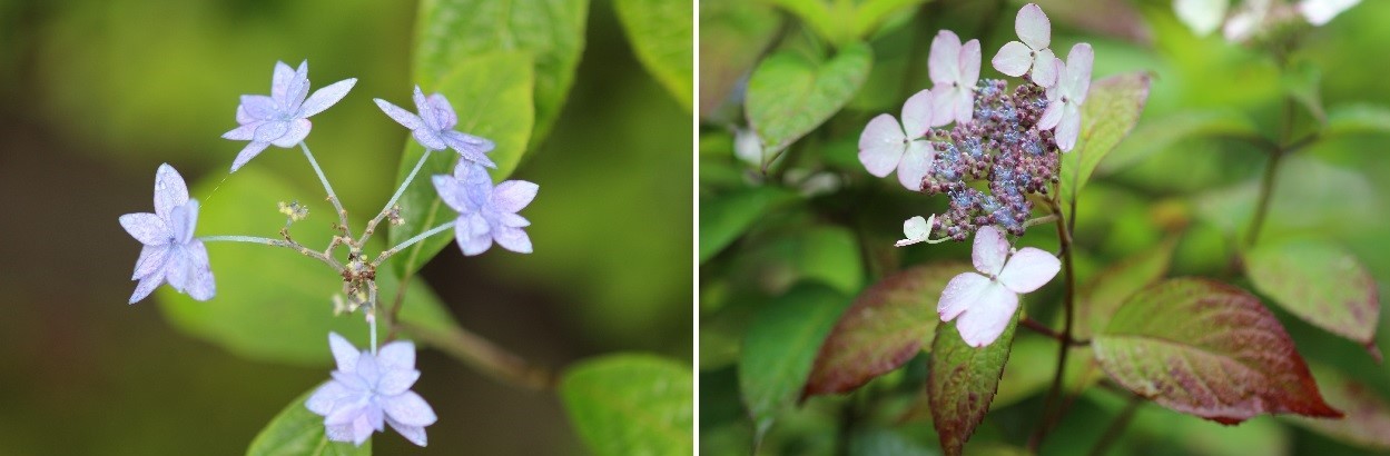 又、豊平公園に紫陽花に会いに行ってきました。ガクアジサイが素敵です。_f0362073_08061252.jpg