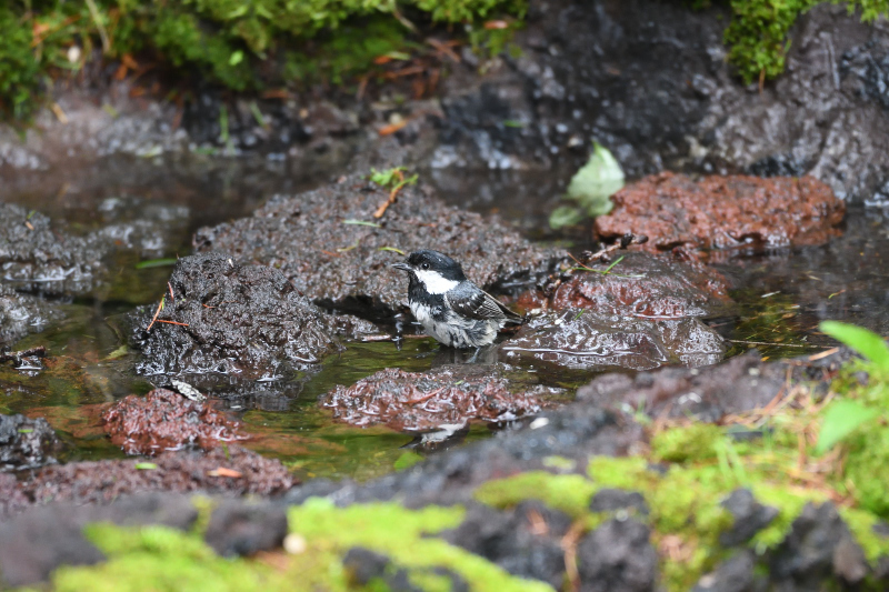 水場のヒガラ_f0202686_16314672.jpg