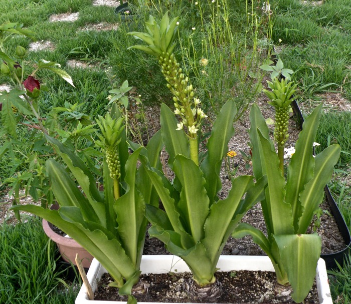 蕾の花序の形が似ているから パイナップルリリー 楽餓鬼 蕾の花序の形が似ているから パイナップルリリー 楽餓鬼