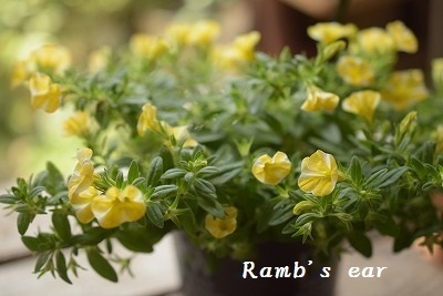 レモンスライス Ramb S Ear ﾗﾑｽﾞｲﾔｰ