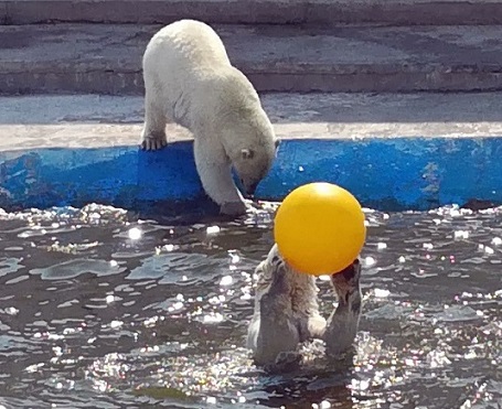 ロシア北東部・ヤクーツク動物園のロモノーソフとコルィマーナの夏の日 ～ おもちゃ遊びは心の余裕の証か？_a0151913_1494913.jpg