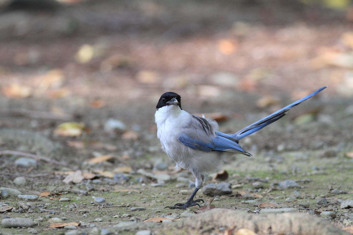 オナガ　落下した幼鳥_f0369315_09491006.jpg