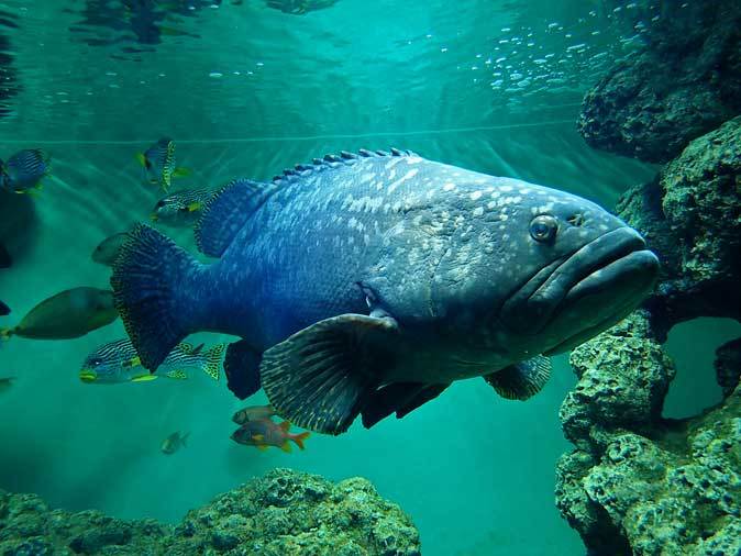 葛西臨海水族園 南シナ海 勇壮 巨大タマカイ 続々 動物園ありマス