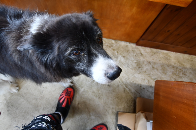 フライバード_f0381120_02151093.jpeg