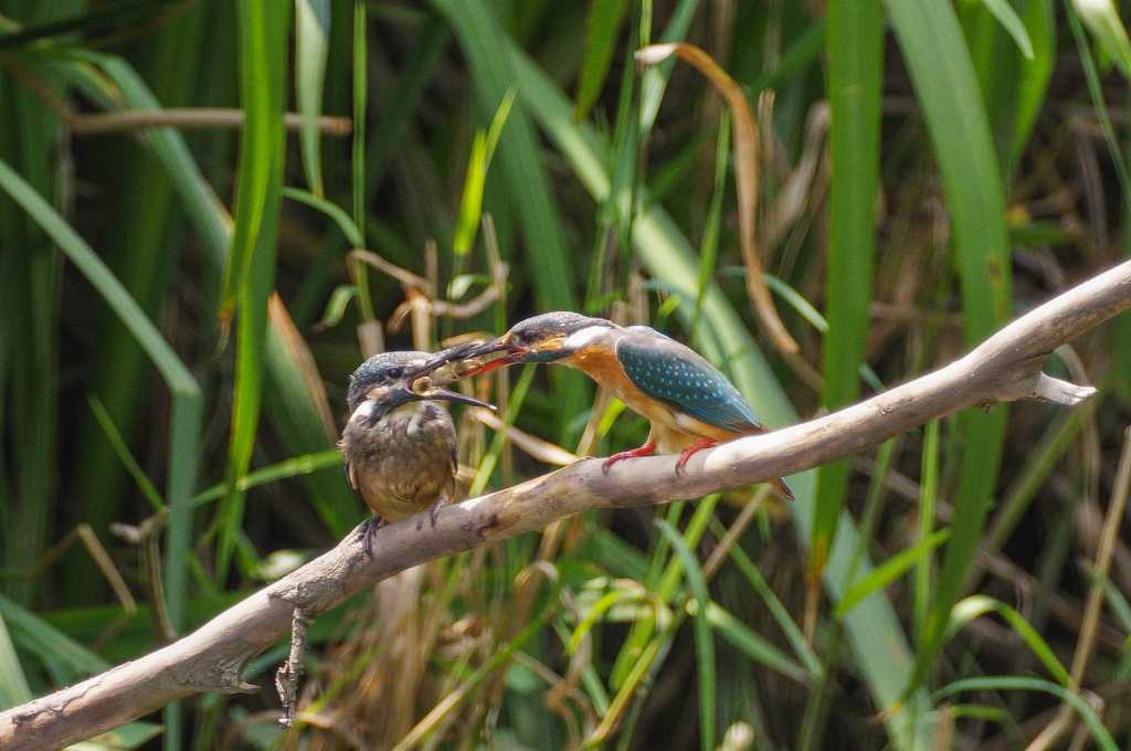 カワセミ、巣立ち雛への給餌風景_e0293921_21313045.jpg