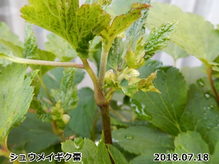 e0033229_18421982.jpg