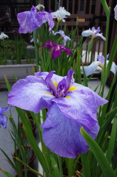 亀有からぶらぶら その6～堀切菖蒲園_a0287336_21205276.jpg