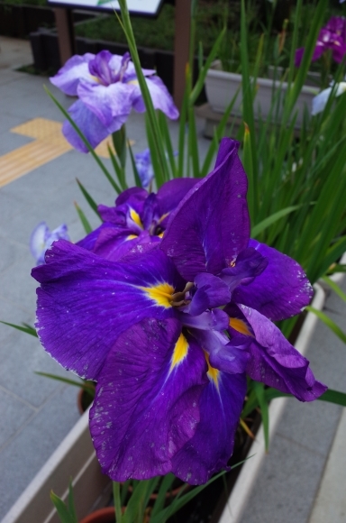 亀有からぶらぶら その6～堀切菖蒲園_a0287336_21211381.jpg