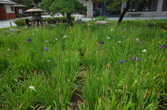 亀有からぶらぶら その6～堀切菖蒲園_a0287336_21211938.jpg