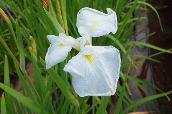 亀有からぶらぶら その6～堀切菖蒲園_a0287336_21212377.jpg