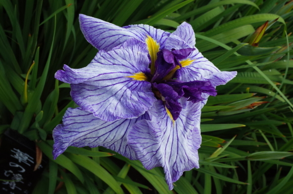 亀有からぶらぶら その6～堀切菖蒲園_a0287336_21213679.jpg