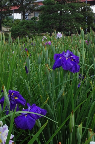 亀有からぶらぶら その6～堀切菖蒲園_a0287336_21214965.jpg