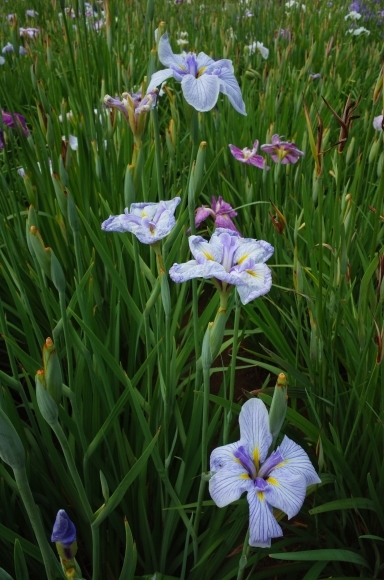 亀有からぶらぶら その6～堀切菖蒲園_a0287336_21215411.jpg