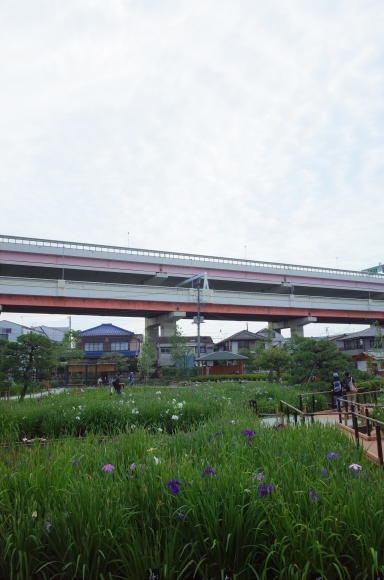 亀有からぶらぶら その6～堀切菖蒲園_a0287336_21220576.jpg