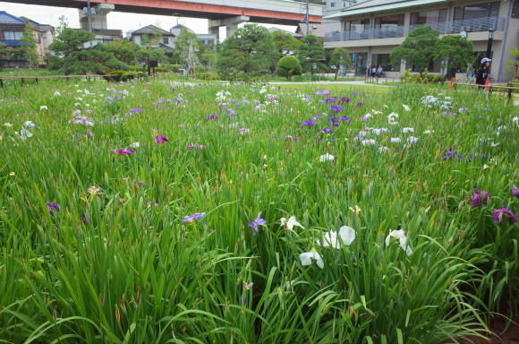 亀有からぶらぶら その6～堀切菖蒲園_a0287336_21221112.jpg