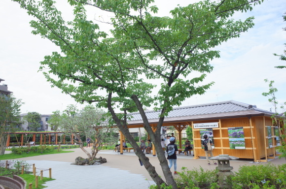 亀有からぶらぶら その6～堀切菖蒲園_a0287336_21221728.jpg