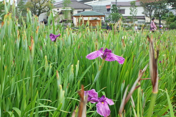 亀有からぶらぶら その6～堀切菖蒲園_a0287336_21222531.jpg
