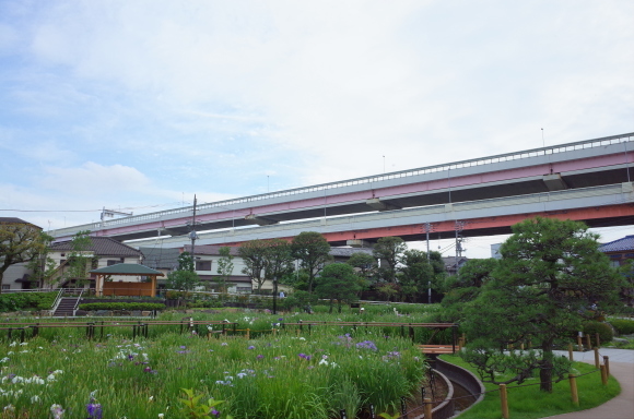 亀有からぶらぶら その6～堀切菖蒲園_a0287336_21222909.jpg
