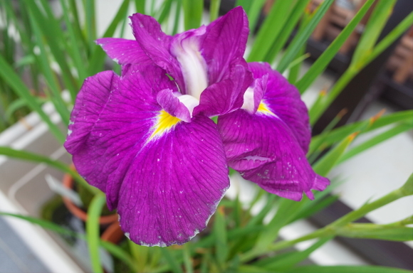 亀有からぶらぶら その6～堀切菖蒲園_a0287336_21223828.jpg