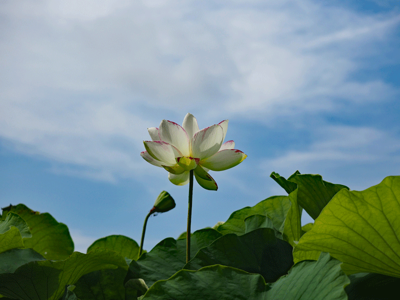 d0290240_09213835.gif