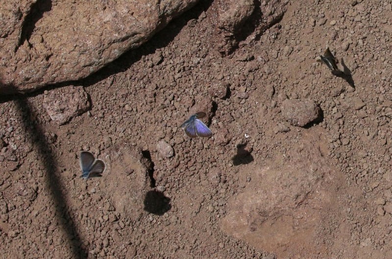 d0361041_19535044.jpg