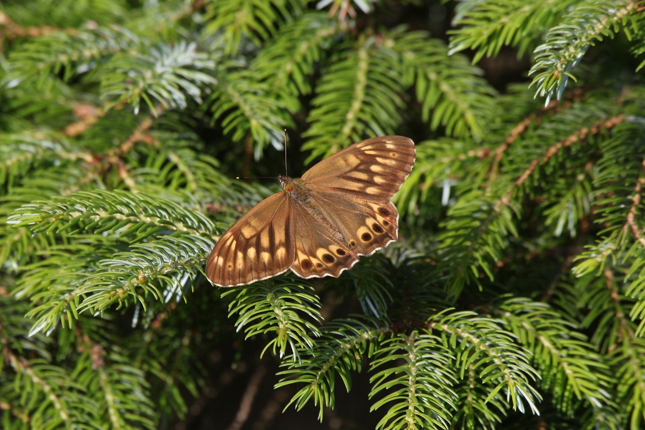 d0361041_19535140.jpg