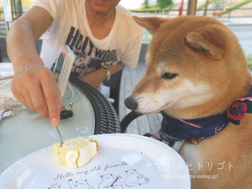 ピザパーティ で夏を楽しもう Yamatoのひとりごと
