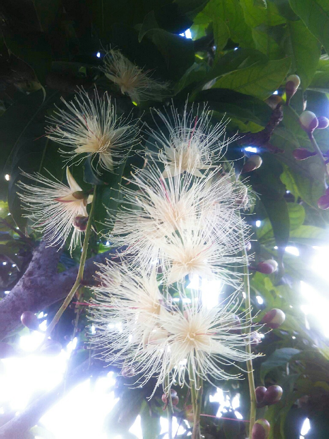 うりずんの花が咲きました なんくるないさ ワンッ にゃん うりずんの花が咲きました なんくるないさ ワンッ にゃん