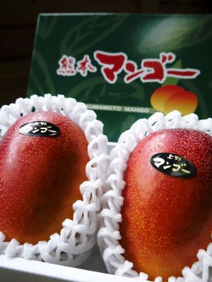 樹上完熟アップルマンゴー 最高級の「煌」&お求めやすいファミリータイプ 最盛期を迎え随時出荷中!_a0254656_19074927.jpg