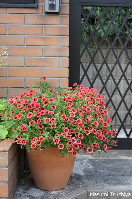 冬越ししたカリブラコアですから大きいです この植物をお買い２