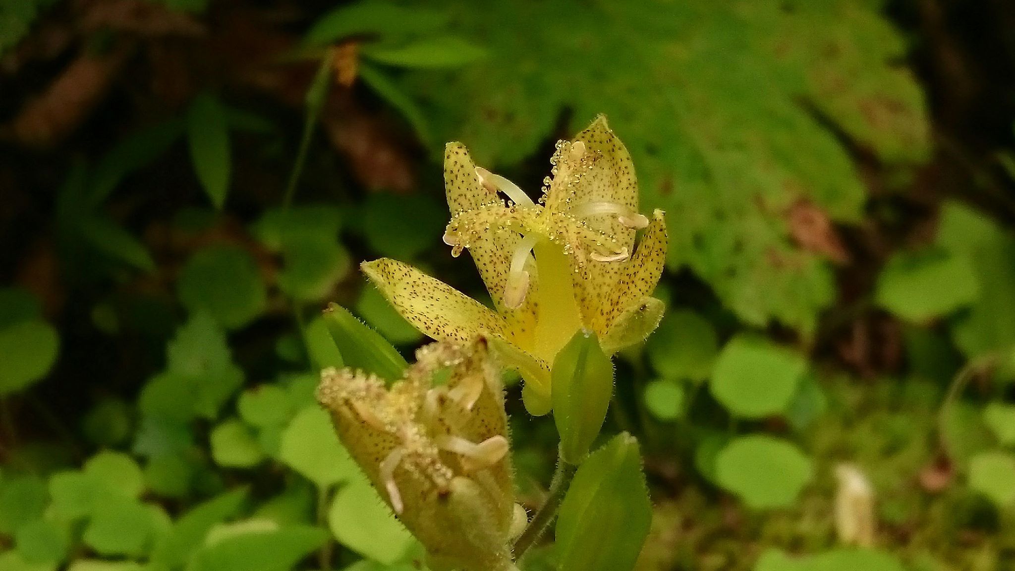 長者原から雨ヶ池へ_f0082181_17460330.jpg