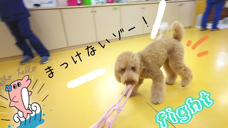 今日のドッグラン🎶_f0357682_15203458.jpg