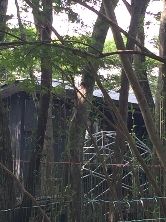 2018年7月18日 これって何？_b0098584_18000076.jpeg