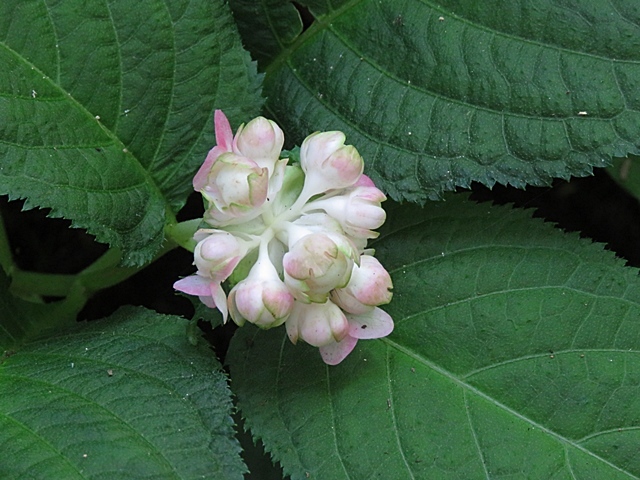 f0357487_21292265.jpg