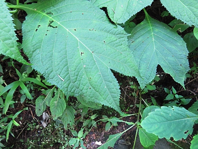 f0357487_21325921.jpg