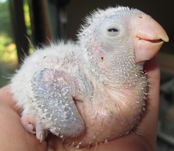 オキナインコ ブルー 里親募集 Botan123 の ｂｉｒｄ ｒｏｏｍ