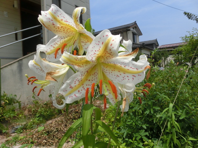 a0203003_11593920.jpg
