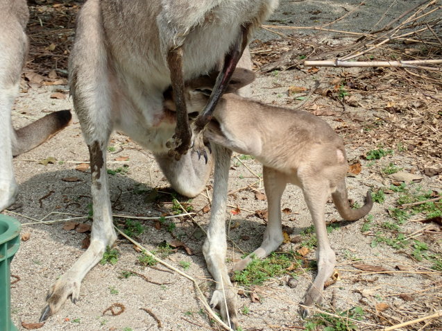 カンガルー の 赤ちゃん