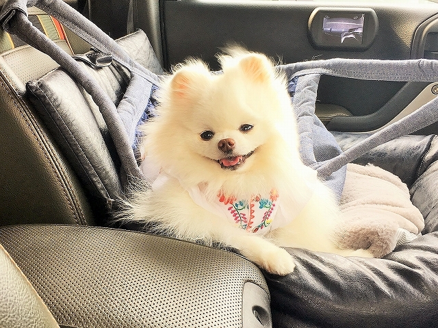 彼女が散歩に行けずとも_d0360206_00270134.jpg