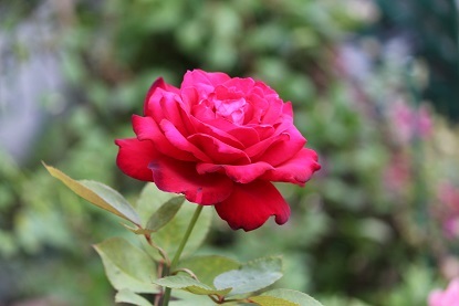 f0325309_18132225.jpg