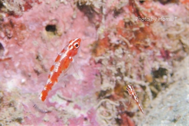 よく考えたら普通の水温_c0211615_16464110.jpg