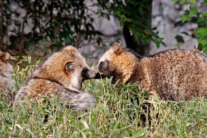 らぶたぬ 恋の季節のタヌキたち 続々 動物園ありマス