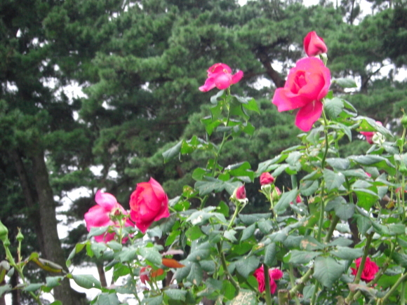 c0074721_15564120.jpg