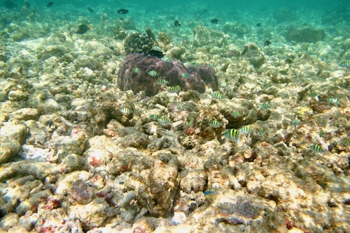 e0387424_18463697.jpg