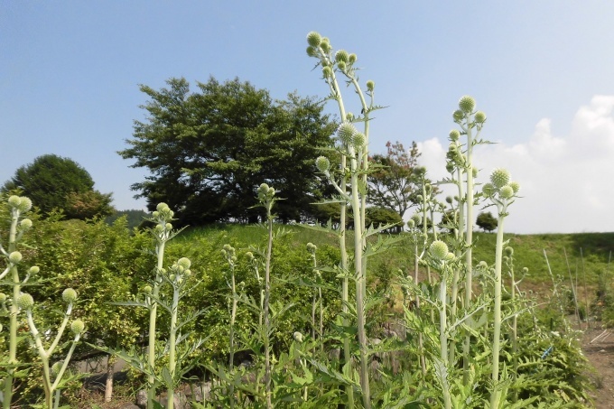 野草園のご案内について_a0114743_15212590.jpg