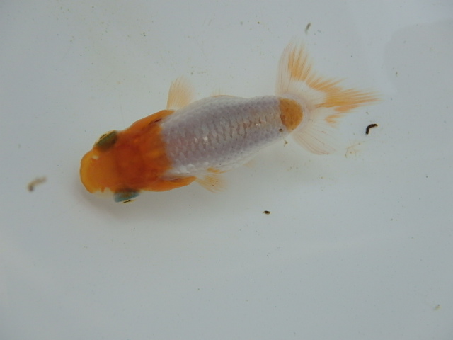 f0334143_8283285.jpg